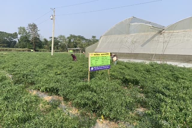 Chilli farming sees a boom in Sylhet - Finance News: Latest Financial News, Finance News today in Bangladesh